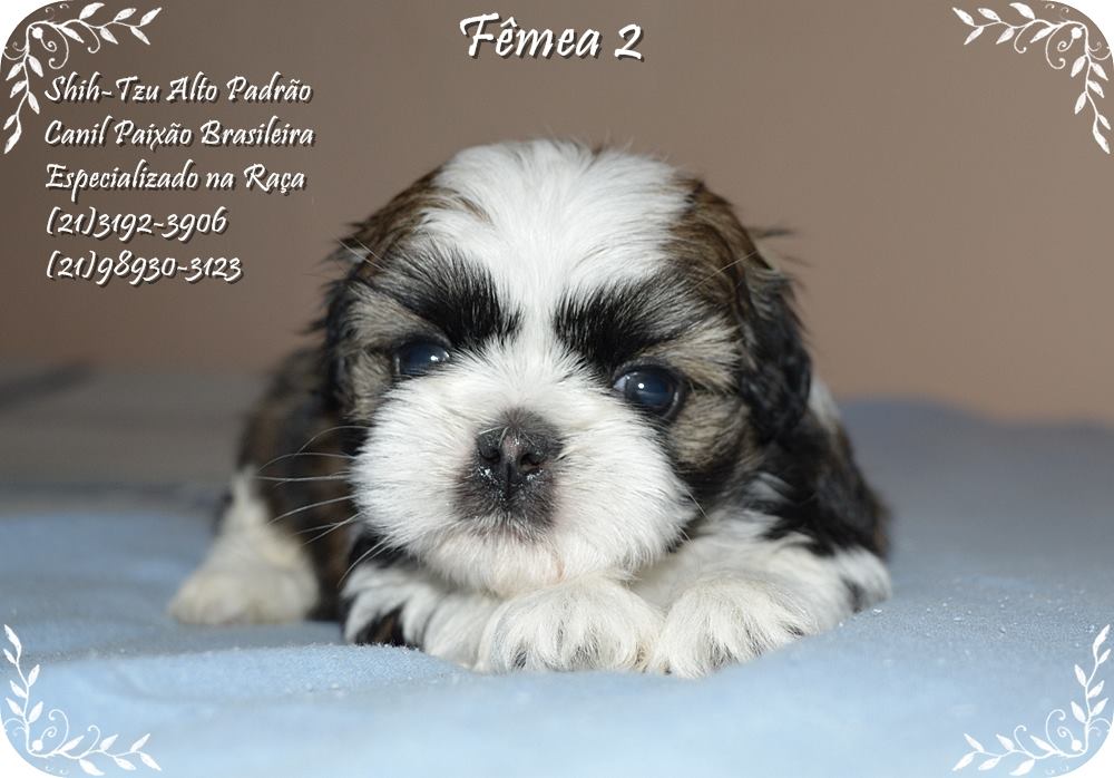 canil shih tzu rio de janeiro